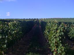 Vines At Chateau For Rental